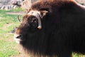 Wild musk ox in the nature. Wildlife of big animals. Yak