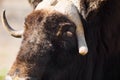 Wild musk ox in the nature. Wildlife of big animals. Yak