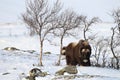 Wild Musk Ox in winter, mountains in Norway, Dovrefjell national park Royalty Free Stock Photo