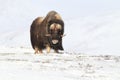 Wild Musk Ox in winter, mountains in Norway, Dovrefjell national park Royalty Free Stock Photo