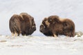 Wild Musk Ox in winter, mountains in Norway, Dovrefjell national park