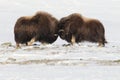 Wild Musk Ox in winter, mountains in Norway, Dovrefjell national park Royalty Free Stock Photo