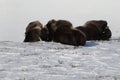 Wild Musk Ox in winter, mountains in Norway, Dovrefjell national park Royalty Free Stock Photo