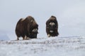 Wild Musk Ox in winter, mountains in Norway, Dovrefjell national park