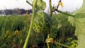 Wild muskmelon fruits stock