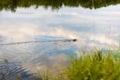 Wild muskrat ondatra swims in the lake in summer Royalty Free Stock Photo