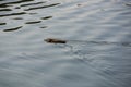 Wild muskrat swims in the water Royalty Free Stock Photo