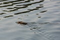 Wild muskrat swims in the water Royalty Free Stock Photo