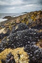 Wild mussels along the shore Royalty Free Stock Photo