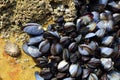 Wild mussels and barnacles on rocks Royalty Free Stock Photo