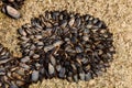 Wild mussels on the beach Royalty Free Stock Photo