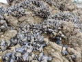 Wild mussels in the nature, on the rocks of the shore Royalty Free Stock Photo