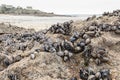 Wild mussels in the nature, on the rocks of the shore Royalty Free Stock Photo