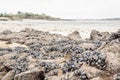 Wild mussels in the nature, on the rocks of the shore Royalty Free Stock Photo