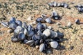 Wild mussels on rock growing on beach rock