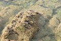 Wild mussels on rocks and clear sea water Royalty Free Stock Photo