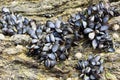 Wild mussels on rocks Royalty Free Stock Photo