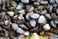 Wild mussels on rocks Royalty Free Stock Photo