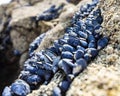 Wild mussels on the rocks of the coast in Brittany Royalty Free Stock Photo