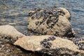 Wild mussels on rocks at low tide Royalty Free Stock Photo