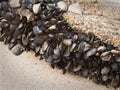 Wild mussels on rocks at low tide. Royalty Free Stock Photo