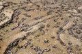 Wild mussels on rocks at low tide. Royalty Free Stock Photo