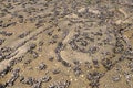 Wild mussels on rocks at low tide. Royalty Free Stock Photo