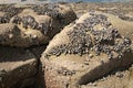 Wild mussels on rocks at low tide. Royalty Free Stock Photo