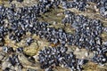 Wild mussels on rocks Royalty Free Stock Photo