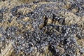 Wild mussels on rocks Royalty Free Stock Photo