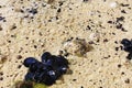 Wild mussels shell live in Adriatic Sea.