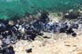 Wild mussels shell live in Adriatic Sea.