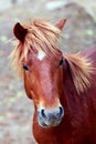 Wild mustang