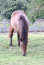 Wild horse grazing Corolla North Carolina 2 Royalty Free Stock Photo