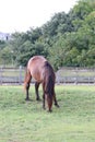 Wild horse grazing Corolla North Carolina 4 Royalty Free Stock Photo