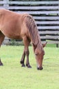 Wild horse grazing Corolla North Carolina 5 Royalty Free Stock Photo