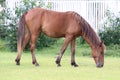 Wild horse grazing Corolla North Carolina 7 Royalty Free Stock Photo