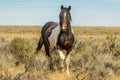 Wild Mustang Royalty Free Stock Photo