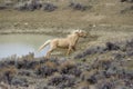 Wild Mustang (equus caballus) Royalty Free Stock Photo