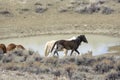 Wild Mustang (equus caballus) Royalty Free Stock Photo