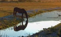 Wild Mustang horse drinking from a stream. Royalty Free Stock Photo