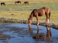 Wild Mustang horse drinking from a stream with other horses in the background. Royalty Free Stock Photo