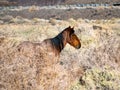 Wild Mustang Horse portrait in the Nevada desert. Royalty Free Stock Photo