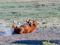 Wild Mustang horse rolling in the dust in a dry green field. Royalty Free Stock Photo