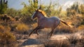 Wild Mustang Horse Running Royalty Free Stock Photo
