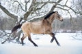 Wild mustang horse running gallop in winter forest Royalty Free Stock Photo