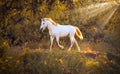 Wild Mustang Horse Running Royalty Free Stock Photo