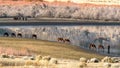 Wild Mustang Horses drinking out of Little Washoe Lake in Northern Nevada near Reno.