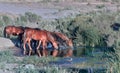 Wild Mustang horses drinking out of a pond in the Nevada desert.