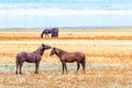 Wild Mustang horses interacting in the Nevada Desert Royalty Free Stock Photo